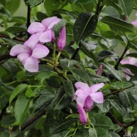 Cryptostegia madagascariensis Bojer ex Decne.